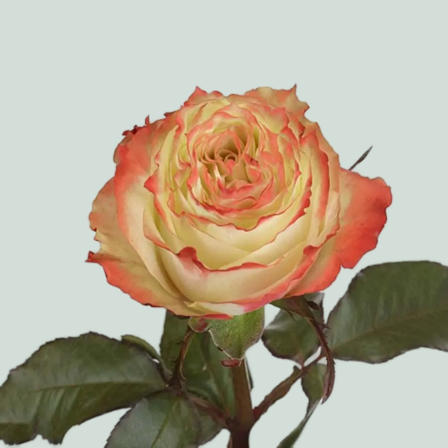 Rose Adventure