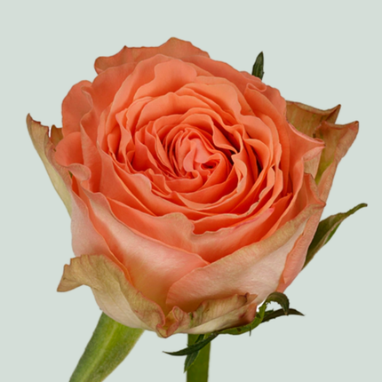 Rose Barbarella (20 Stems)