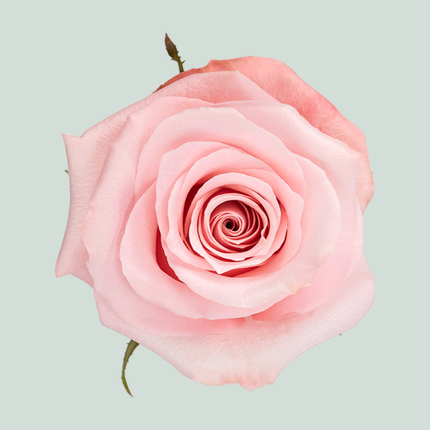 Rose Be Sweet (25 Stems)