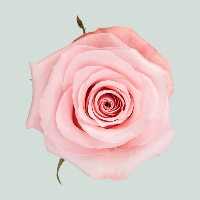 Rose Be Sweet (25 Stems)