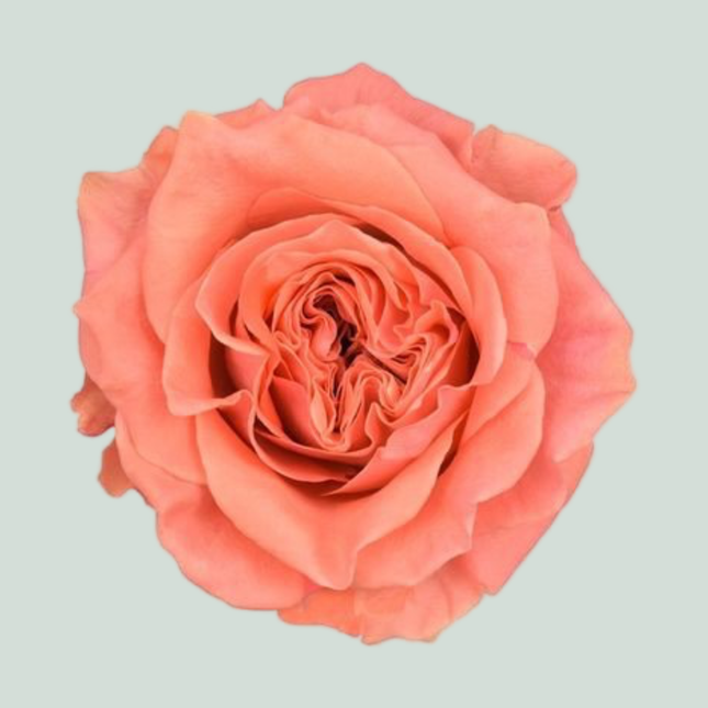 Rose Blushing Reeva
