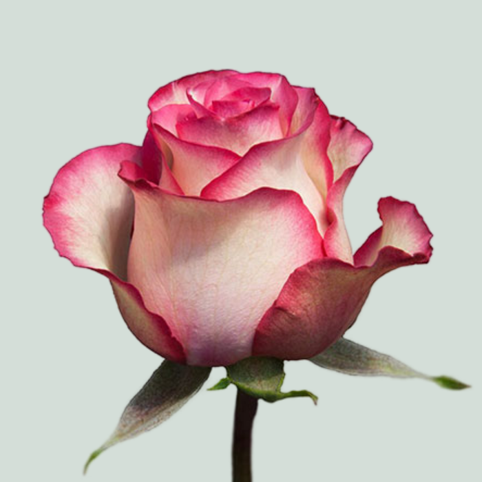 Rose - Rosa - Large Flowered Carousel