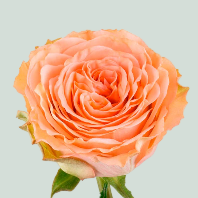 Rose Country Home Ecuadorian (25 Stems)