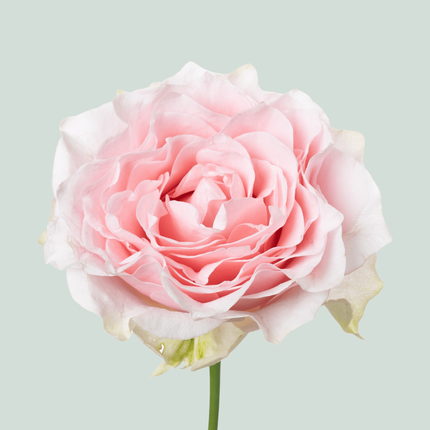 Rose Country Spirit Peonia (20 Stems)