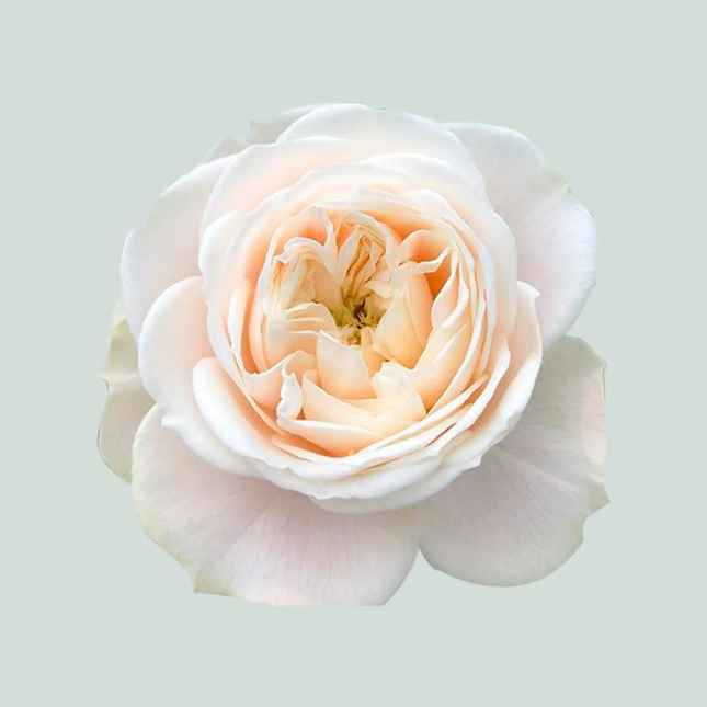 Rose Darlington (20 Stems)