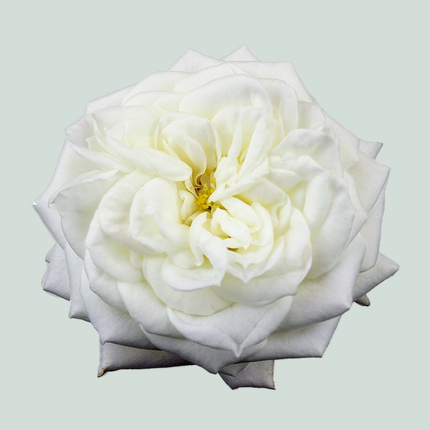 Rose Garden Alabaster (24 Stems)