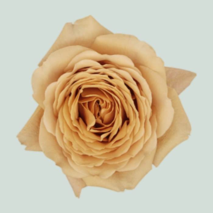 Rose Garden Apricot Swirl (24 Stems)