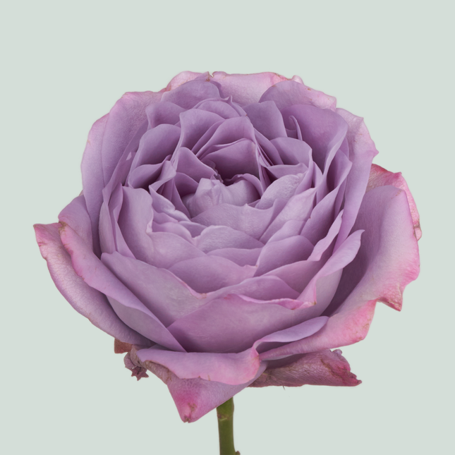 Rose Garden Lavender Bouquet (24 Stems)
