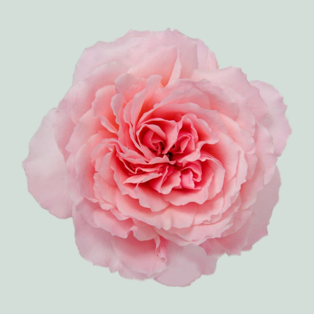 Rose Garden Mayra's Pink (24 Stems)