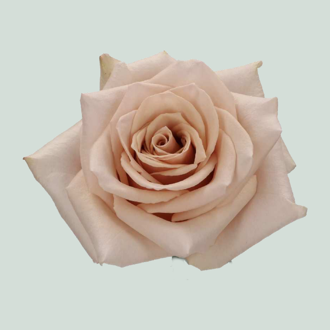 Rose Garden Quicksand (24 Stems)