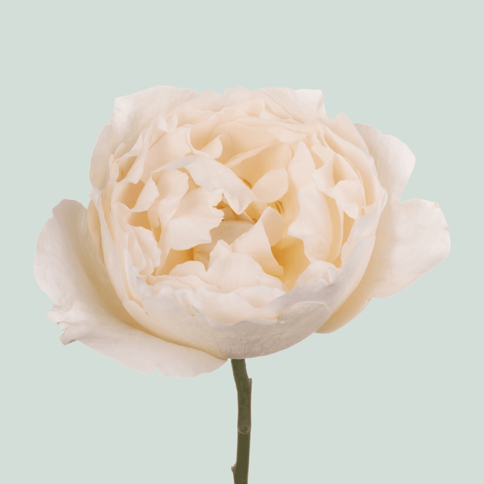 Rose Garden Yves Piaget Cream (24 Stems)