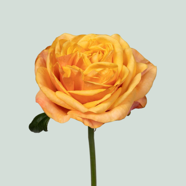 Rose Heliana Orange +