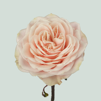 Rose Love Fountain (20 Stems)