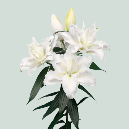 Lily Roselily Jacintha (OR) (10 Stems)