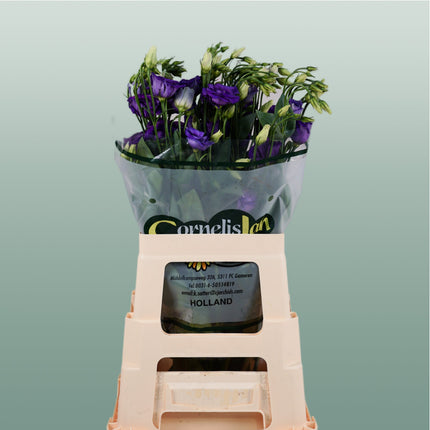 Eustoma Rosita Blue (10 Stems)