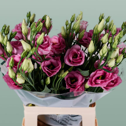 Eustoma Rosita Pink (10 Stems)