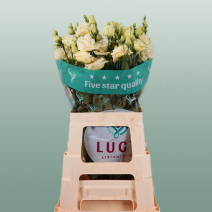 Eustoma Rosita Yellow (10 Stems)