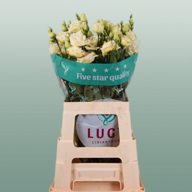 Eustoma Rosita Yellow (10 Stems)