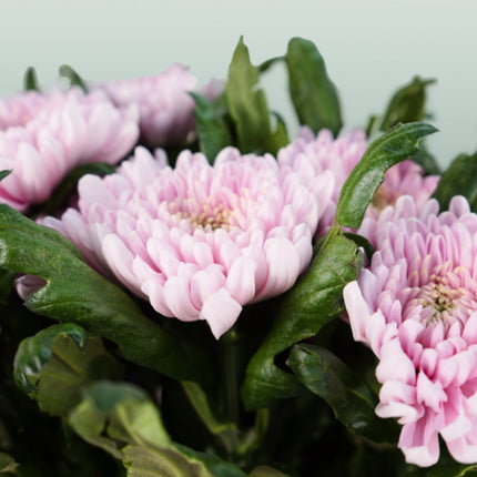 Chrysanthemum G Rossano