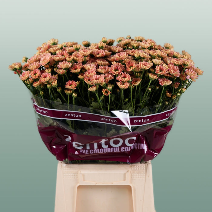 Chrysanthemum Santini Rossi Smokey
