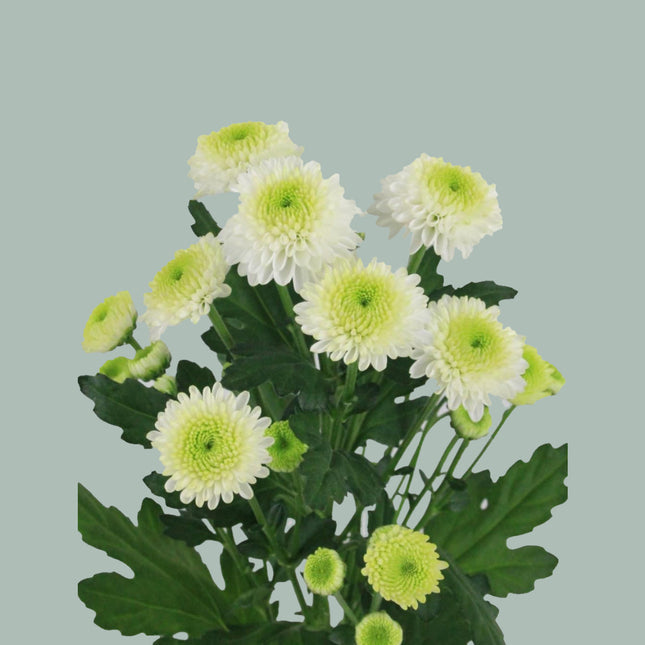 Chrysanthemum Santini Ferry (25 Stems)