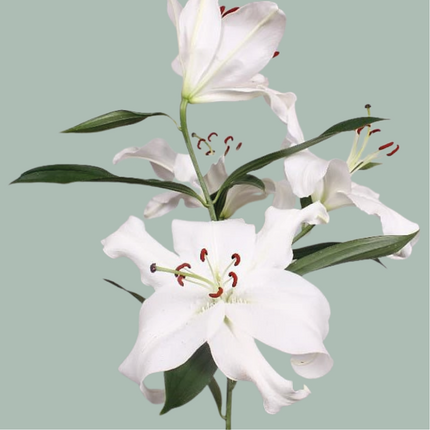 Lily Santander (OR) (10 Stems)