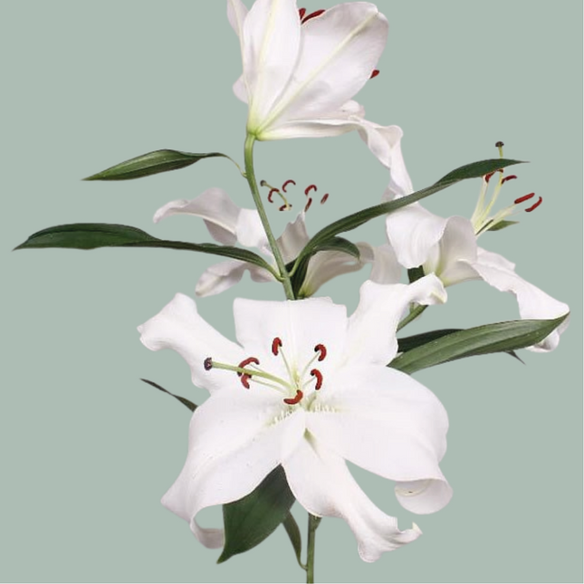 Lily Santander (OR) (10 Stems)