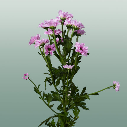 Chrysanthemum Santini Krissi (25 Stems)