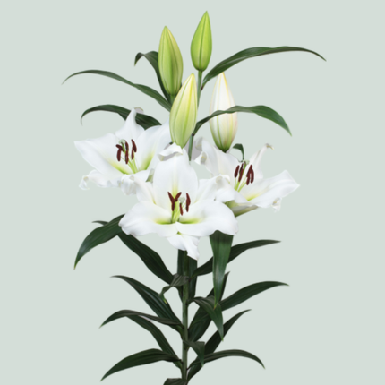 Lily Sempione (OR) (10 Stems)