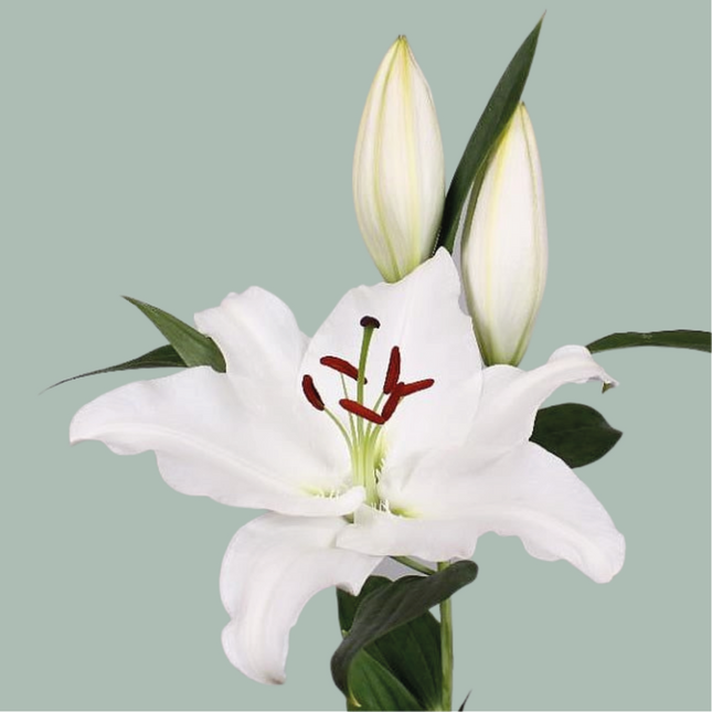 Lily Mixed Box (40 Stems)
