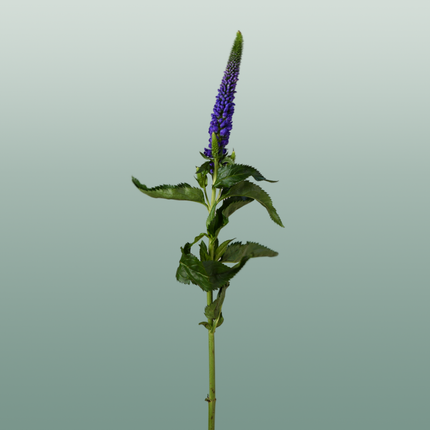 Veronica Smart Diana (25 Stems)