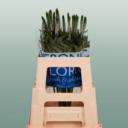 Veronica Smart Luna (25 Stems)