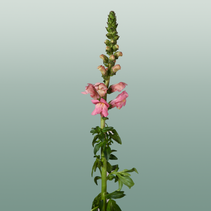Snapdragon Antibes Pink (10 Stems)