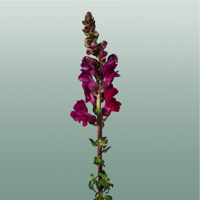 Snapdragon Antibes Red (10 Stems)