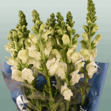 Snapdragon Antibes White (10 Stems)