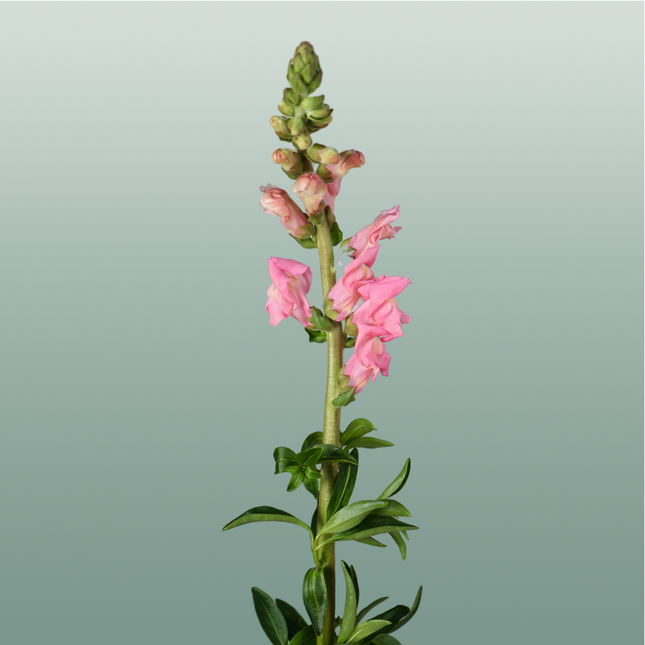 Snapdragon Potomac Pink