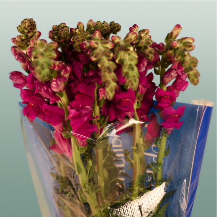 Snapdragonn Toulon Purple