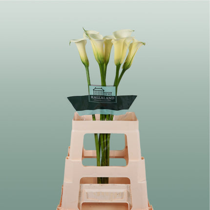 Calla Snowstar (10 Stems)