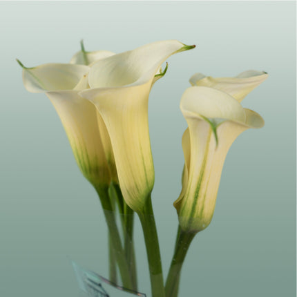Calla Snowstar (10 Stems)