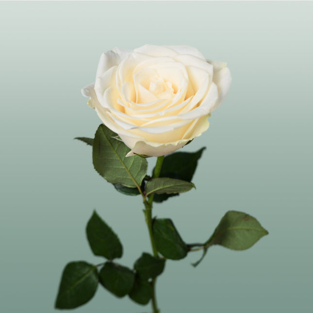 Rose Snowstorm+