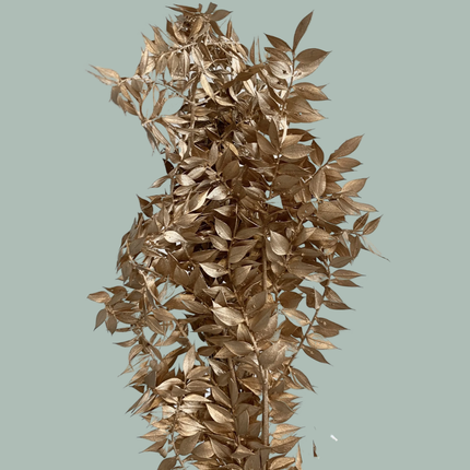 GR Ruscus Soft Dyed Gold