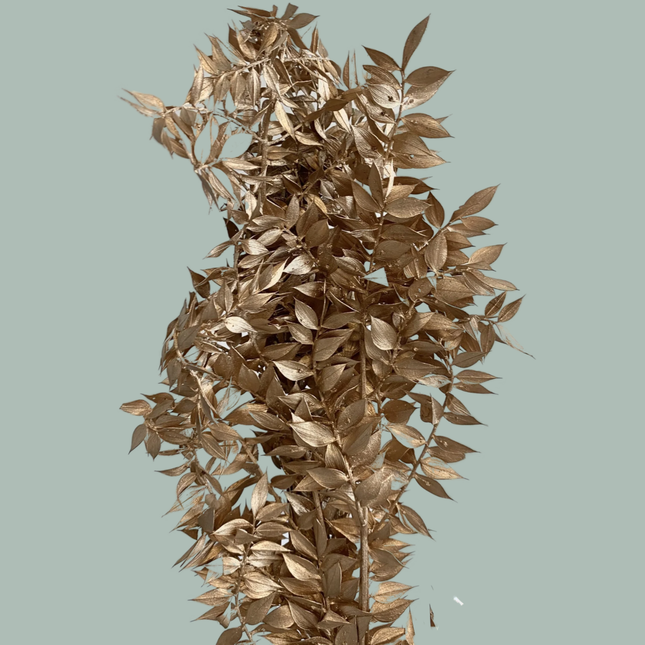 GR Ruscus Soft Dyed Gold