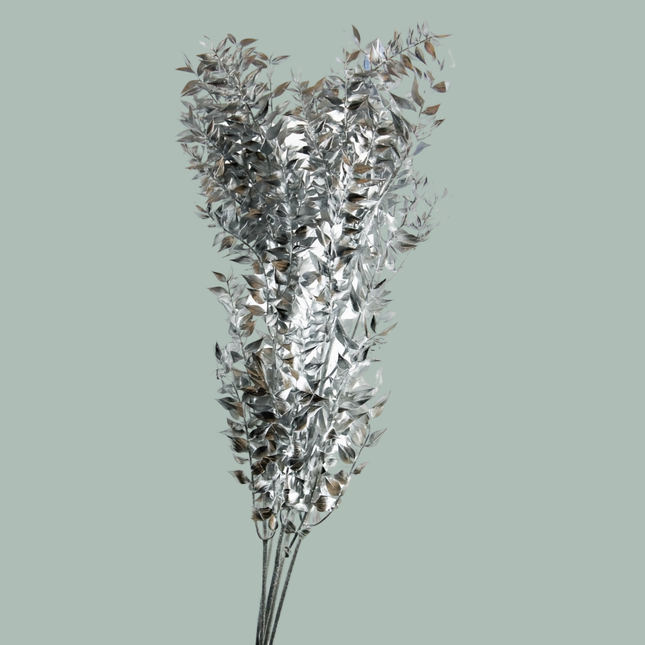 GR Ruscus Soft Dyed Silver