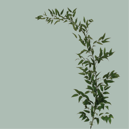 GR Mixed Foliage Box