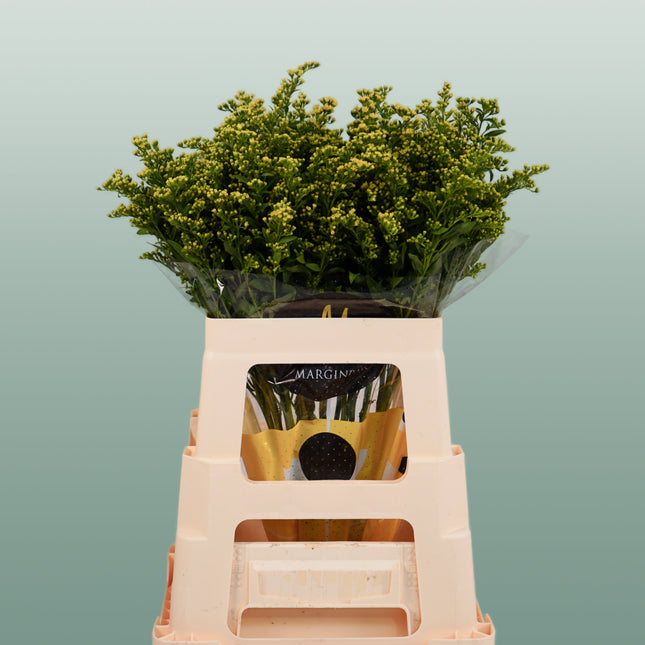 Filler Mixed Box