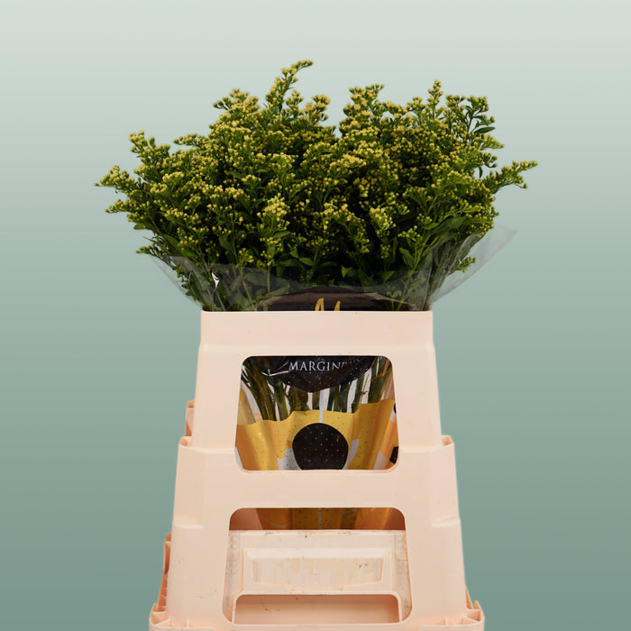 Solidago ‘Glory’ Yellow Flower Stems – 70cm