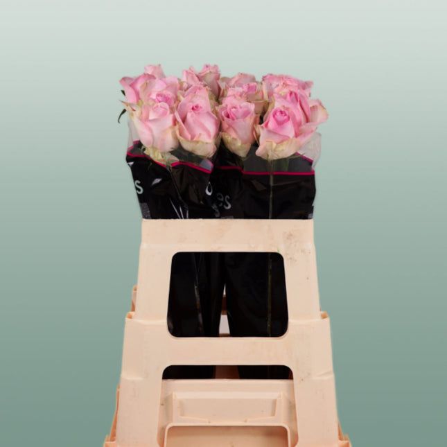 Rose Avalanche Sorbet (20 Stems)