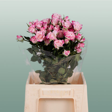 Spray Rose Speaking Blossoms