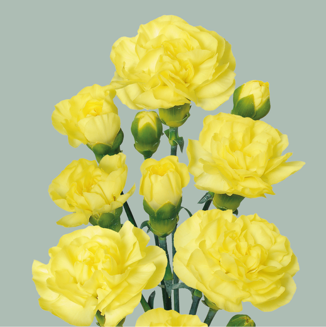 Carnation Spray Ceasar (20 Stems)