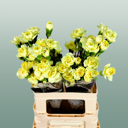 Carnation Spray Ceasar (20 Stems)